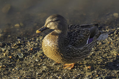 High angle view of mallard duck