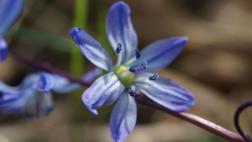 Close-up of purple blue flower