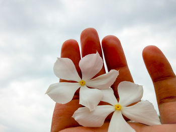Hand holding white frangipani flowers