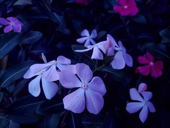 Close-up of purple flowering plants