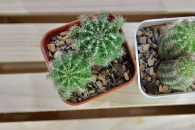 High angle view of potted plants on table