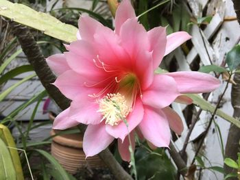 Close-up of pink flower blooming outdoors