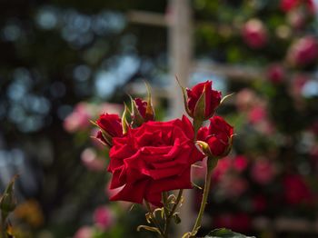 Close-up of red rose