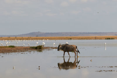 Wildebeest walking through the water at amboseli