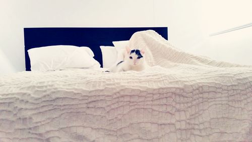 View of cat resting on bed