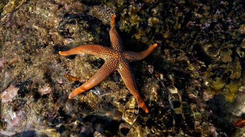 High angle view of starfish on rocky shore
