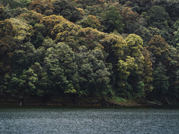 Scenic view of lake amidst trees in forest