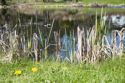 Plants growing on field by lake