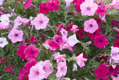 Close-up of pink flowering plants in park