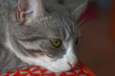 Close-up portrait of cat relaxing