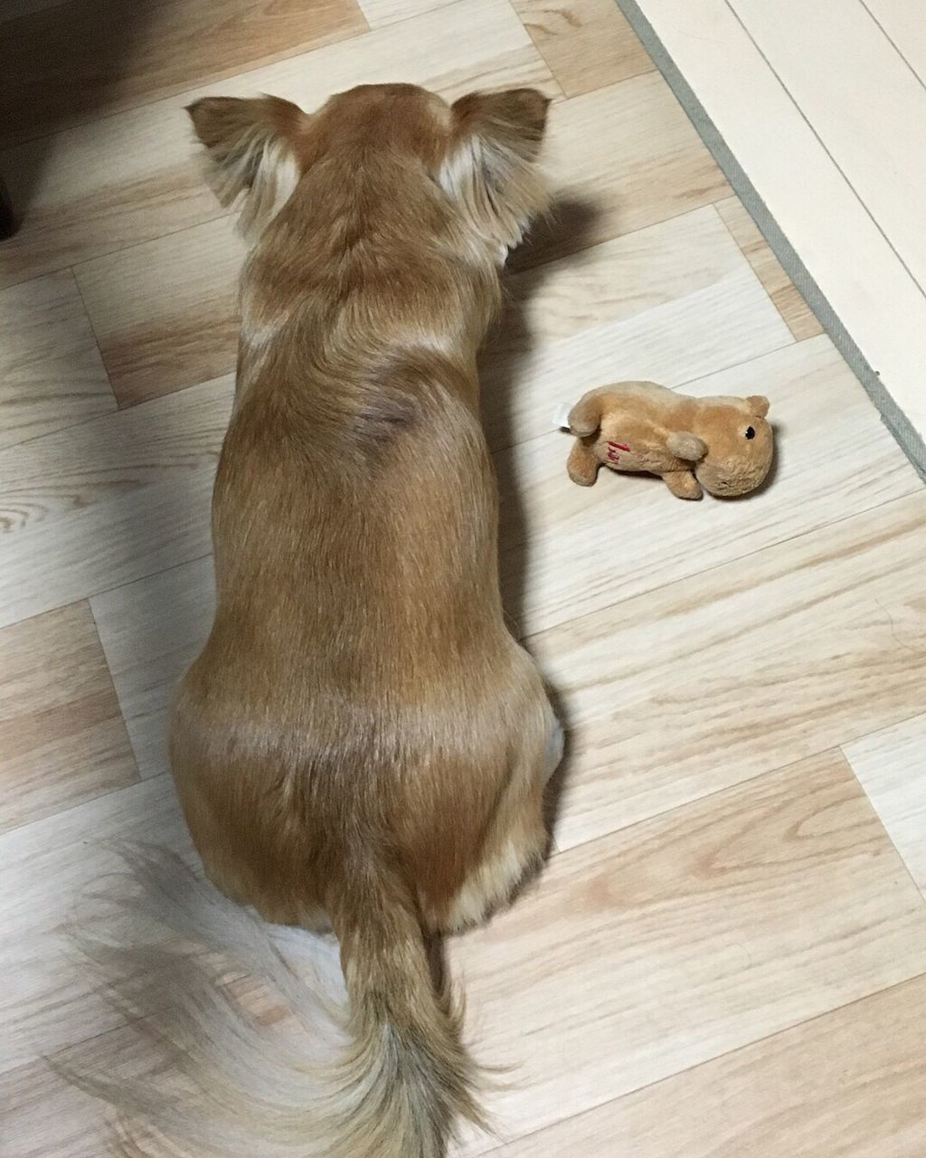 HIGH ANGLE VIEW OF DOG LYING ON FLOOR