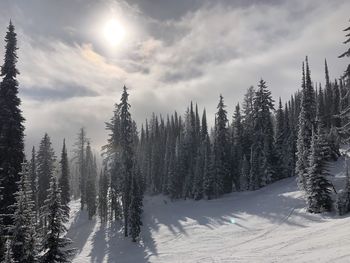 Pine trees in forest during winter against sky