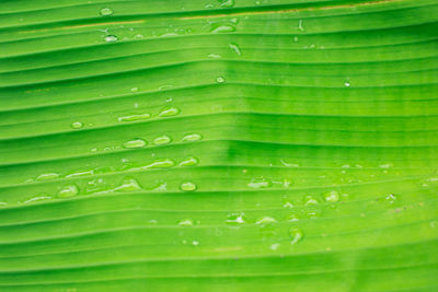 Full frame shot of green leaf