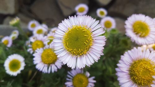 Close-up of fresh white daisy flowers