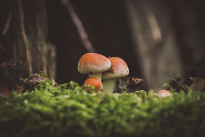 Close-up of mushroom growing on field