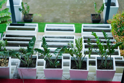 Potted plants in greenhouse