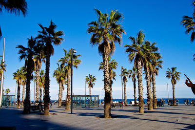 Palm trees on road against clear blue sky