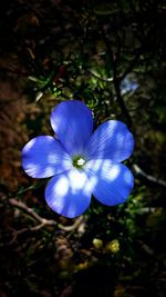 Close-up of purple flower blooming outdoors