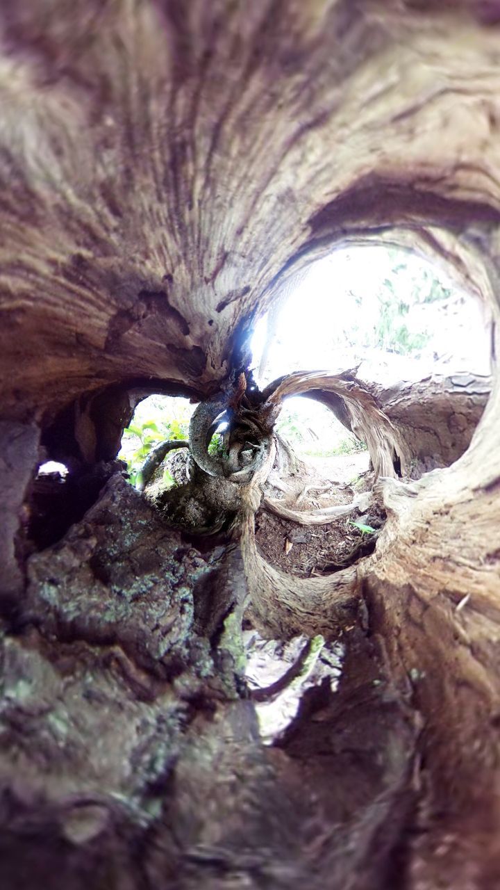 tree, rock - object, water, nature, tranquility, arch, day, outdoors, rock formation, no people, beauty in nature, textured, rock, tree trunk, close-up, reflection, tranquil scene, low angle view, waterfront, hole