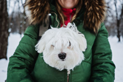 Pet care in winter cold season. woman warming her maltese dog in her jacket. faceless woman and