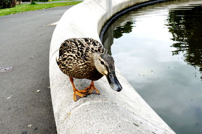 High angle view of bird perching on water