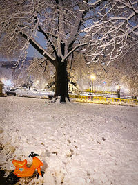 Bare trees on snow covered field