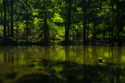 Scenic view of lake in forest