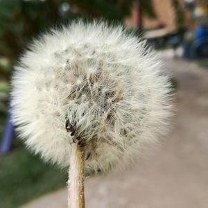 Close-up of dandelion