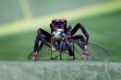 Close-up of fly on leaf