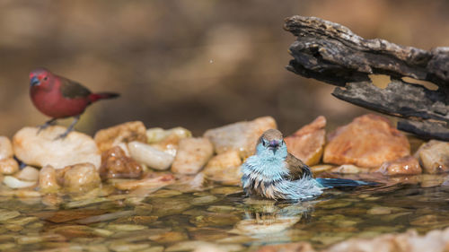 Close-up of birds perching on a lake