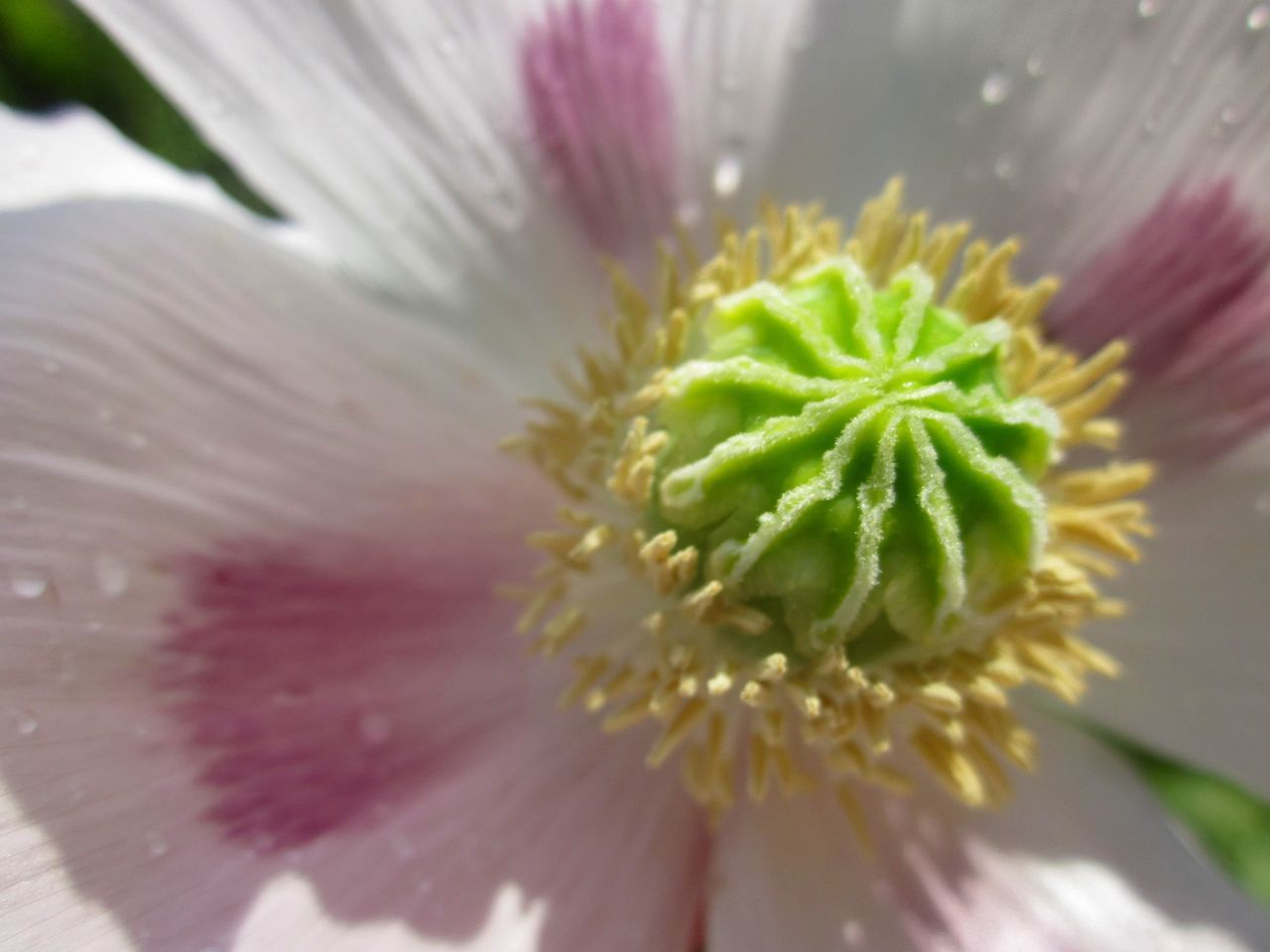 Sweetly fragrant