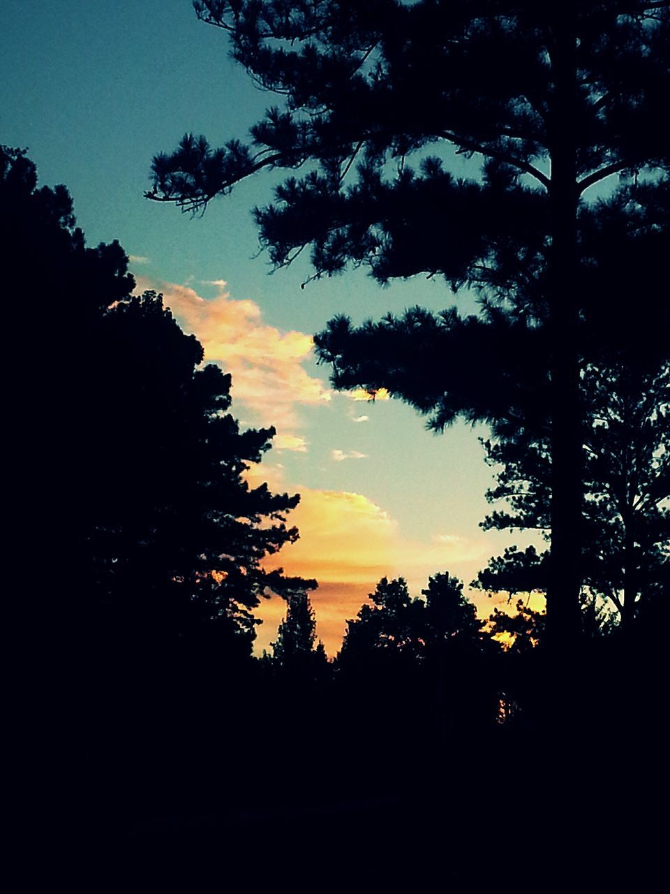 silhouette, tree, sunset, tranquility, tranquil scene, scenics, beauty in nature, sky, nature, idyllic, orange color, dark, growth, outline, outdoors, low angle view, no people, branch, cloud - sky, landscape