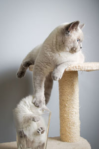 Close-up of a cat on table