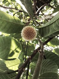 Low angle view of flower tree