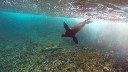 View of sea lion underwater