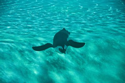 View of fishes swimming in sea