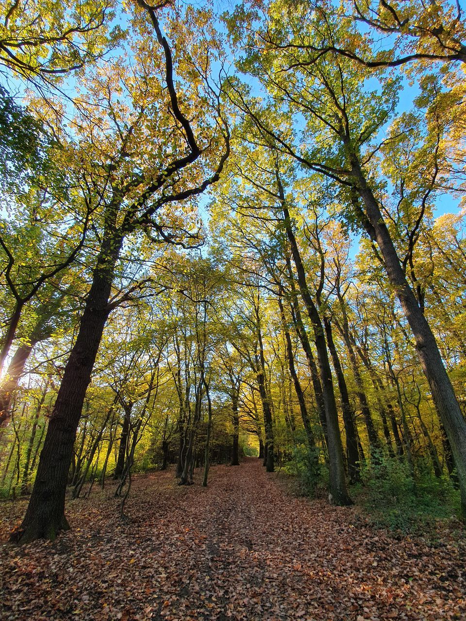 TREES IN FOREST DURING AUTUMN