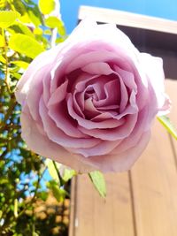 Close-up of pink rose flower