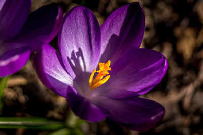 Close-up of purple crocus flower