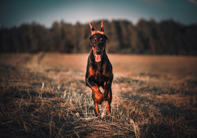 Dog standing on field