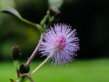 Close-up of thistle flower