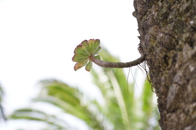 Close-up of flowering plant against tree trunk