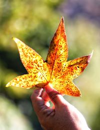 Close-up of hand holding maple leaf during autumn