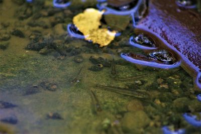 High angle view of wet leaf on metal