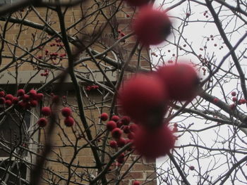 Low angle view of pink flowers on tree