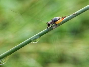 Close-up of insect on leaf