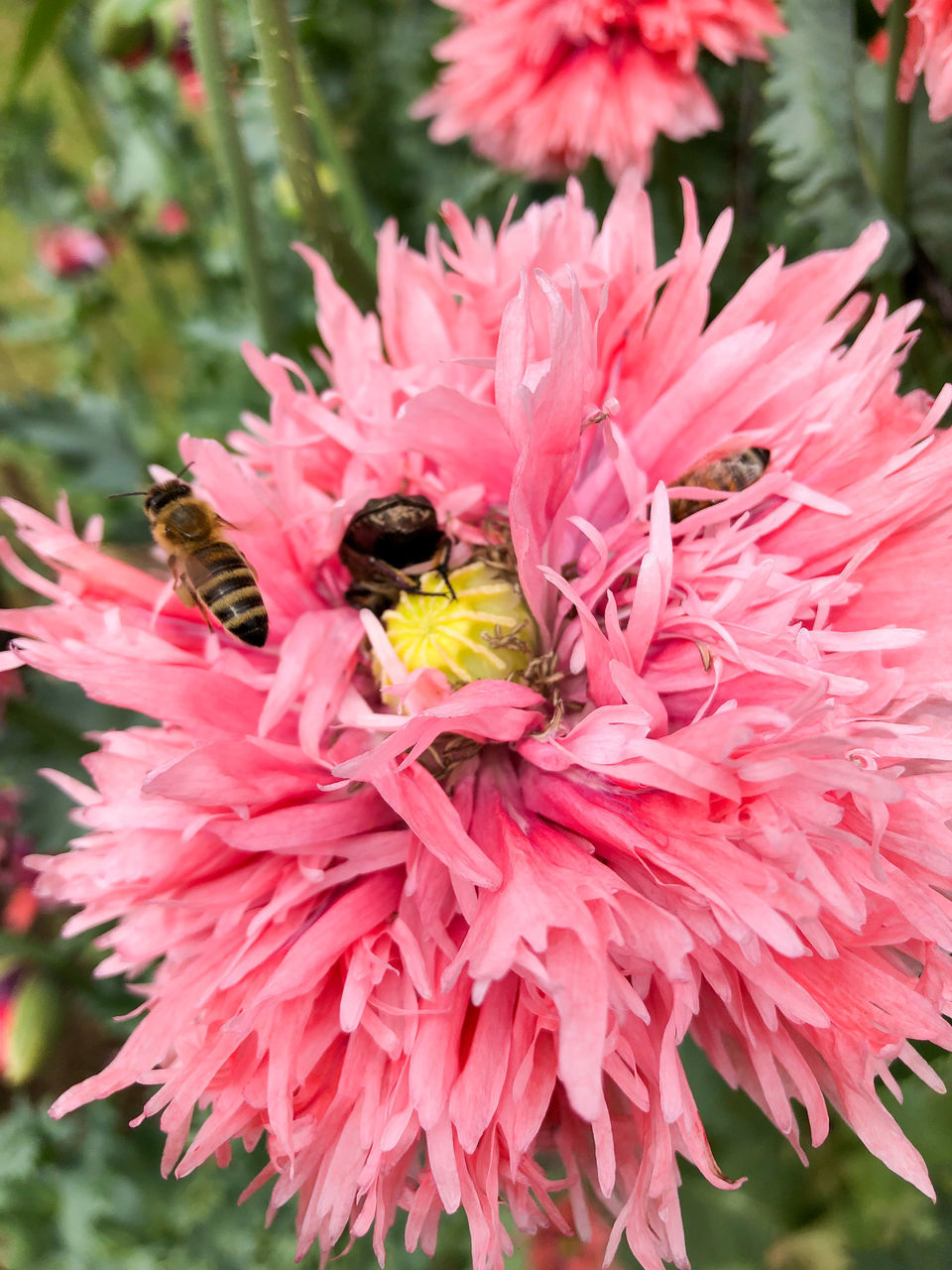 CLOSE-UP OF BEE ON PINK FLOWER