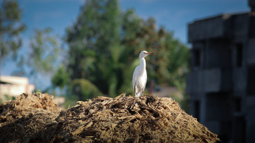 Close-up of gray heron perching on rock against sky