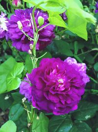 Close-up of purple flowers blooming outdoors