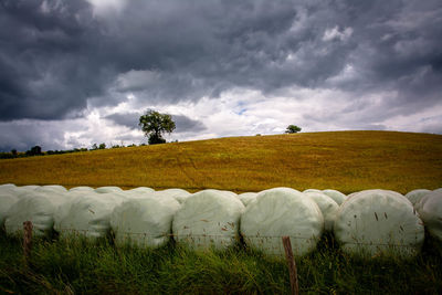 Scenic view of agricultural field against sky